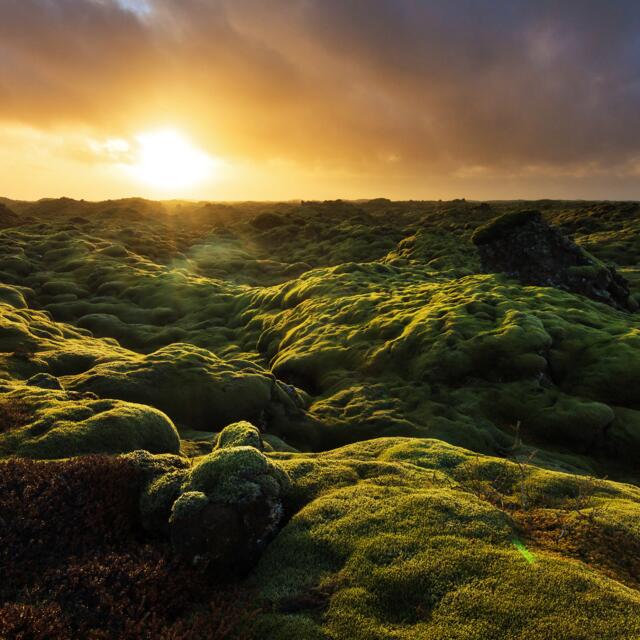 Iceland moss sunset