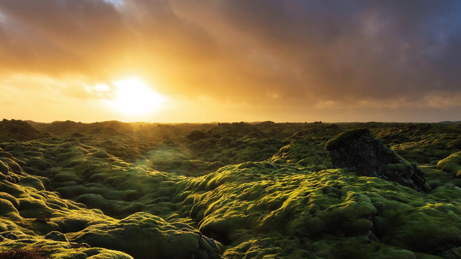Iceland moss sunset