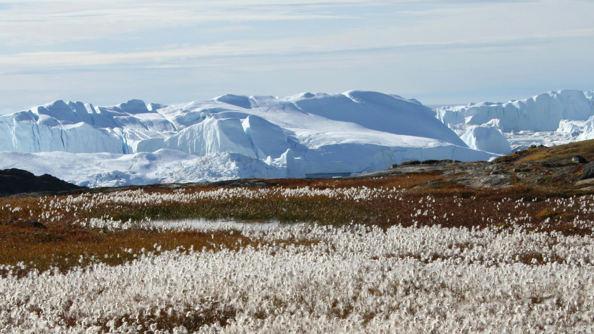 Vatnajökull and flowers