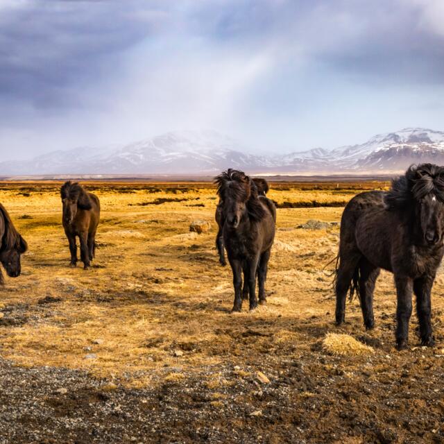 Black Iceland horses and landscape